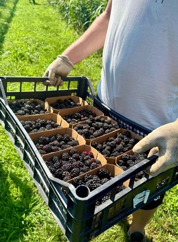 Cassetta di vaschette di more appena raccolte, portata tra i filari del campo